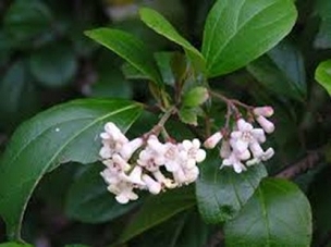 Viburnum suspensum - Sandankwa Viburnum